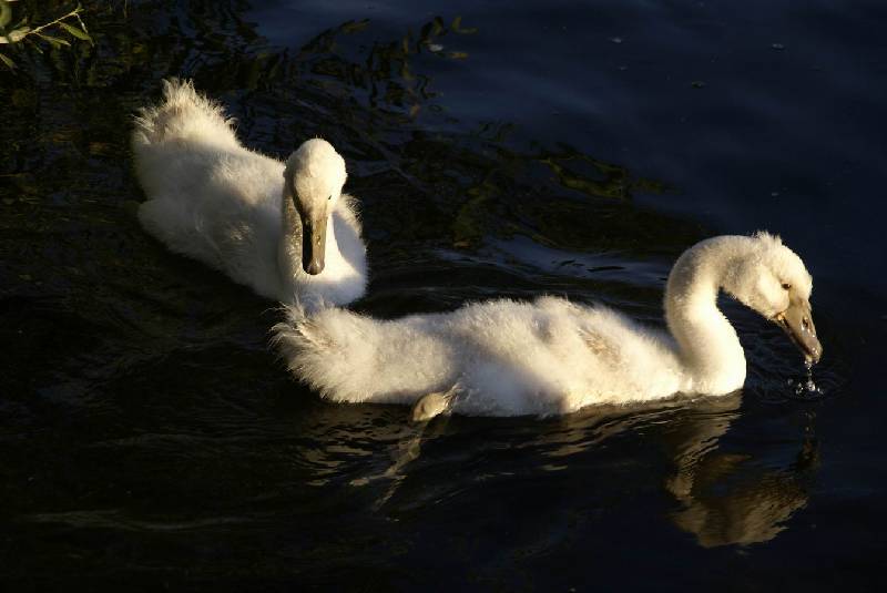 Schwaene auf der Sauer Bild Nr.012
